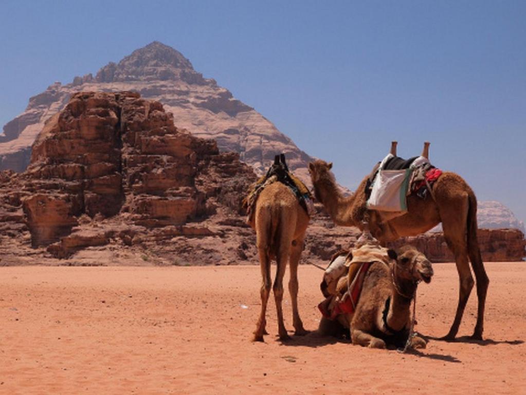 Hotel Bedouin House Camp à Wadi Rum Extérieur photo